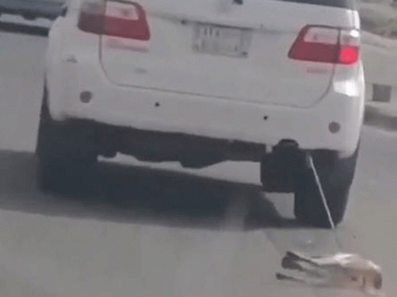 اضغط لمشاهدة الفيديو: القبض على سعودي عذب كلبًا بسحله بالسيارة